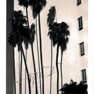 Los Angeles Palm Trees - Limited Edition of 1